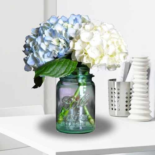 Graceful Hydrangea in a Mason Jar