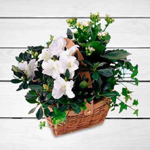 2 White Blooming and 1 Topical Plant in  Basket