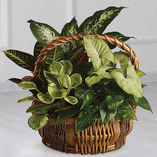 Planter Basket with 4 Assorted Tropical Plants
